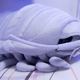 Image for article titled This Giant Crustacean Cuddly Toy Is a Hot Seller in Japan